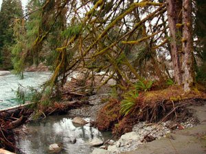 HohRainForest-3
