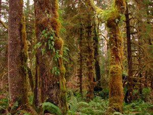 HohRainForest-4