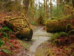 HohRainForest-5