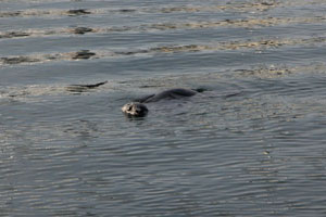 seal-1.jpg