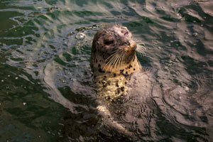 seal-17.jpg