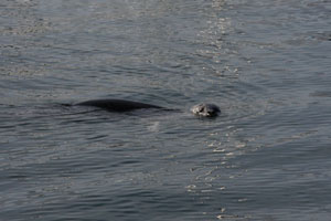 seal-2.jpg