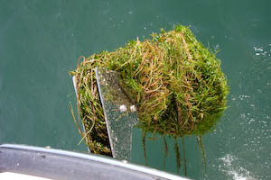 anchorseaweed-2.jpg