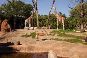 chicagozoo-5.jpg