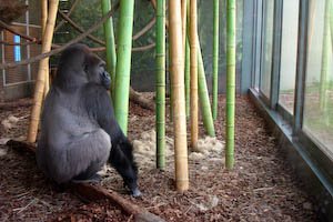 chicagozoo-9.jpg