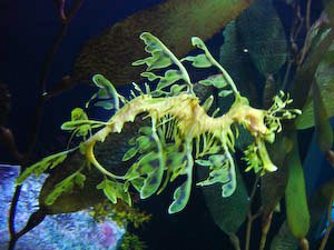 aquarium-124.jpg