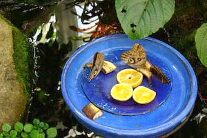 aquarium-43.jpg