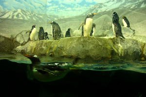 aquarium-69.jpg