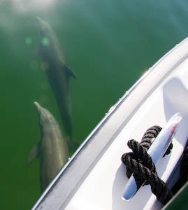 dolphins-11.jpg