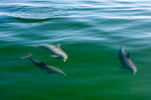 dolphins-14.jpg