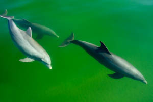dolphins-15.jpg