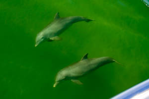 dolphins-19.jpg