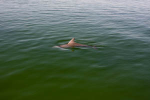 dolphins-23.jpg