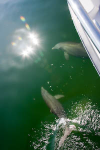 dolphins-9.jpg