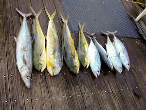 fishondock-1.jpg