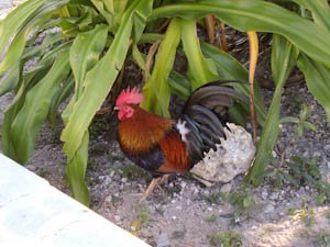 roosters-5-1.jpg