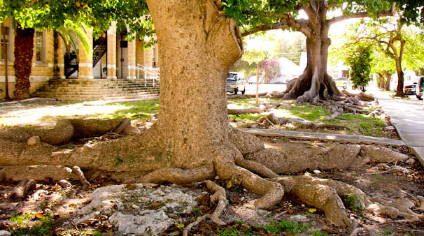 treeroots-1b.jpg