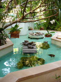 turtlepoolhyatt-20.jpg