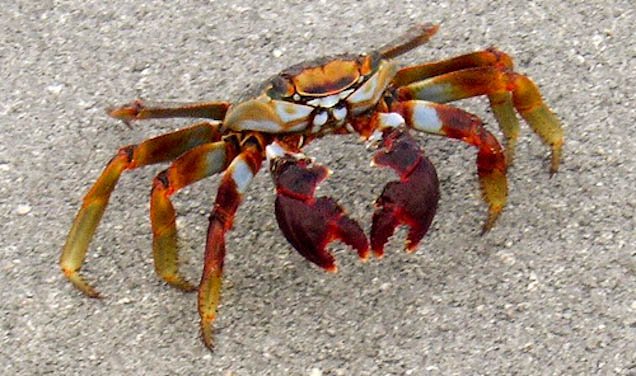 crab1.jpg