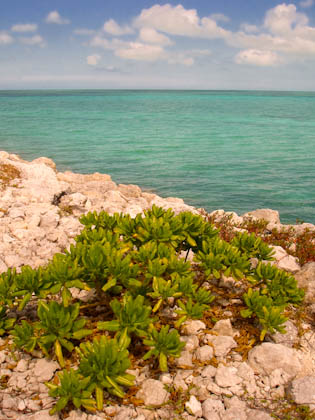 oldbahamabaybeach-45.jpg