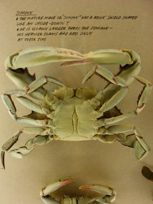 calvertmarinemuseum-13.jpg