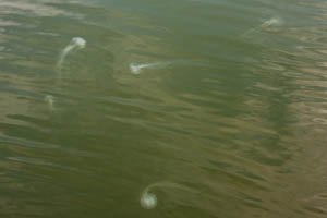 jellyfish-10.jpg