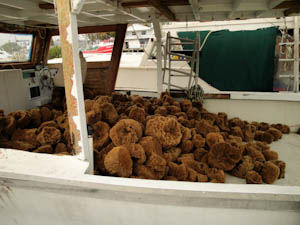 tarponsprings-11.jpg