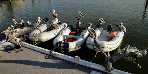 naplesdinghydock-12.jpg