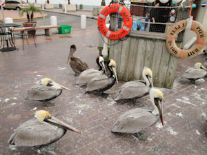 pelicanfeedingonpier-16.jpg