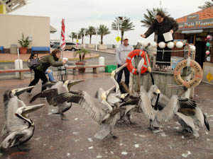pelicanfeedingonpier-2.jpg