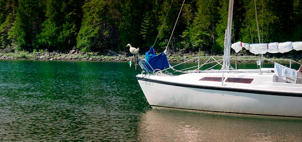 Song Birds at Heywood Island – North Channel heywoodislandsailboatduck Song Birds at Heywood Island – North Channel
