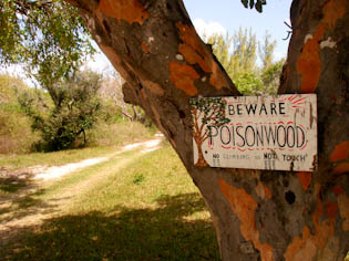 poisonwoodtree-5.jpg